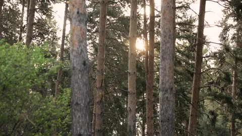 Beautiful sunrise in the forest Stock-Footage 132735797