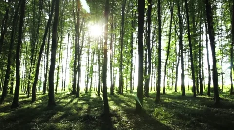 Beautiful sunrise in the forest. Nature. Stock Footage