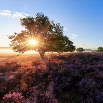 Beautiful sunrise light though a tree with heather Stock Photos