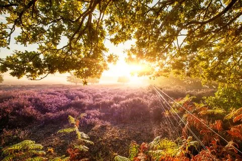 Beautiful sunrise looking through tree branches in norfolk Stock Photos
