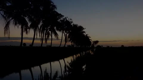Beautiful sunrise over the tree. Stock Footage 58952194