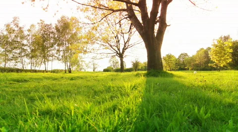 Beautiful sunrise with tree Stock Footage 709700