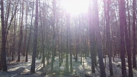 Beautiful Sun's rays through tops of trees, sun shines through foliage Stock Footage 126352080