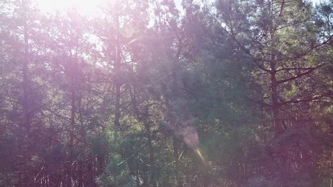 Beautiful Sun's rays through tops of trees, sun shines through foliage Stock Footage 126352159