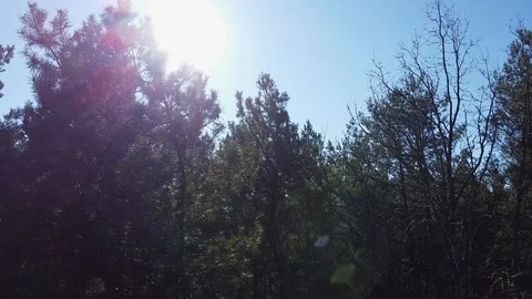 Beautiful Sun's rays through tops of trees, sun shines through foliage Stock Footage 126352283
