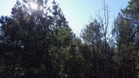 Beautiful Sun's rays through tops of trees, sun shines through foliage Stock Footage 126352522
