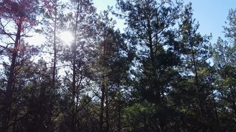 Beautiful Sun's rays through tops of trees, sun shines through foliage Stock Footage 126352706