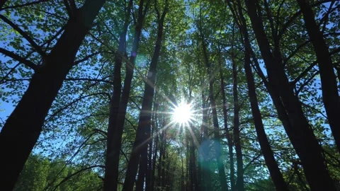 Beautiful Sun's rays through tops of trees, sun shines through foliage. Видео 134750053