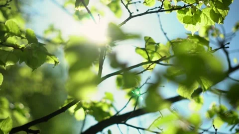 Beautiful Sun's rays through tops of trees, sun shines through foliage. Video stock 134750055