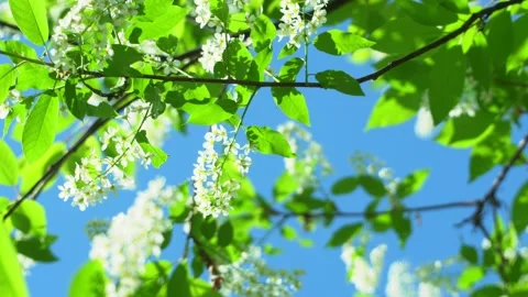Beautiful Sun's rays through tops of trees, sun shines through foliage. 스톡 동영상 134958326