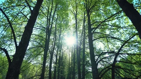 Beautiful Sun's rays through tops of trees, sun shines through foliage. Vídeo Stock 135039746