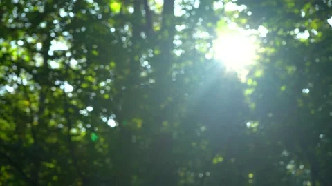 Beautiful Sun's Rays Through Tops Of Trees Stock Footage 140466856
