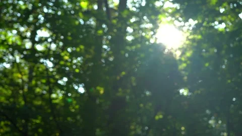 Beautiful Sun's Rays Through Tops Of Trees Stock Footage 140466980