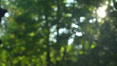 Beautiful Sun's Rays Through Tops Of Trees Stock Footage 140467333