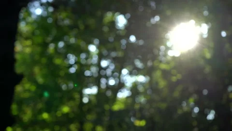 Beautiful Sun's Rays Through Tops Of Trees Stock Footage 140467353