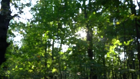 Beautiful Sun's Rays Through Tops Of Trees Stock Footage 140467372