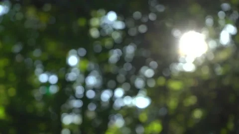 Beautiful Sun's Rays Through Tops Of Trees Stock Footage 140467428