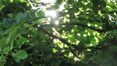 Beautiful Sun's rays through tops of trees, sun shines through foliage. Stock Footage 243604255