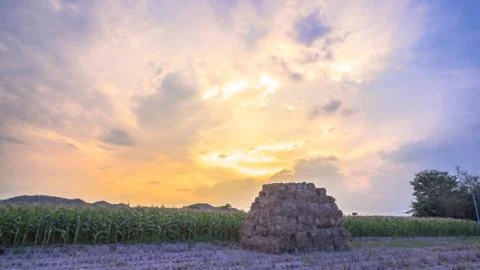 Beautiful sunset above corn fields 스톡 사진