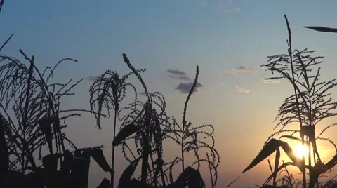 Beautiful sunset among corns Stock Footage