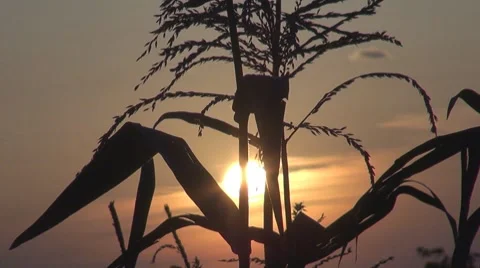 Beautiful sunset among corns Stock Footage