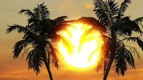 A beautiful sunset and the sun setting between the palm trees Stock Footage 156067467