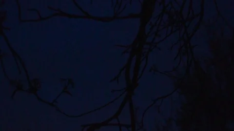 Beautiful sunset and tree branches Video stock 106445146