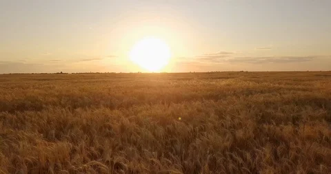 Beautiful sunset and wheat from high Stock Footage 117136272