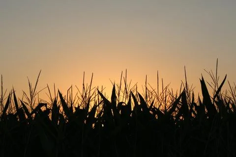 Beautiful sunset on the background of a corn field Stock Photos