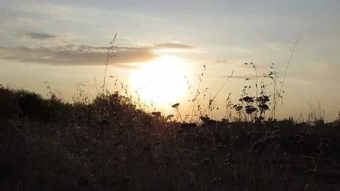 Beautiful sunset on the background of dry grass Video stock 140124489