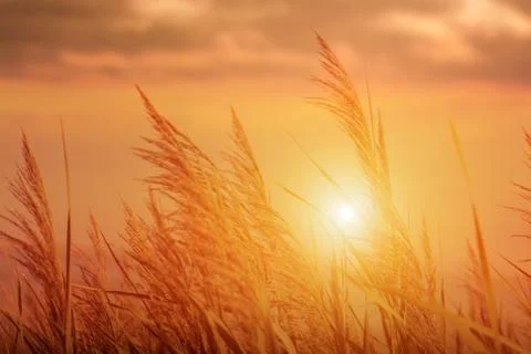 A beautiful sunset on a background of trees Stock Photos