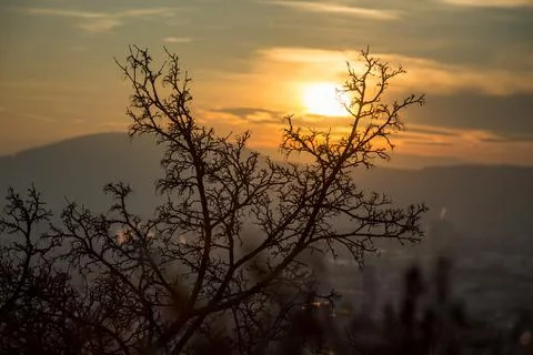 A beautiful sunset on a background of trees. Stock-Fotos