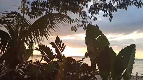 Beautiful sunset on beach behind the trees Stock Footage 155687695