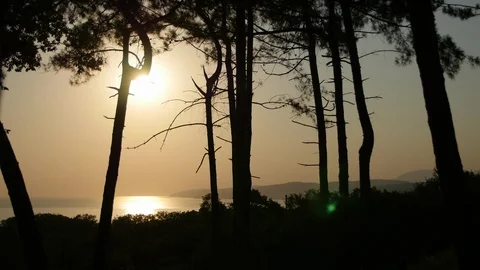 Beautiful Sunset on the Beach Between the Trees Stock Footage 89738153