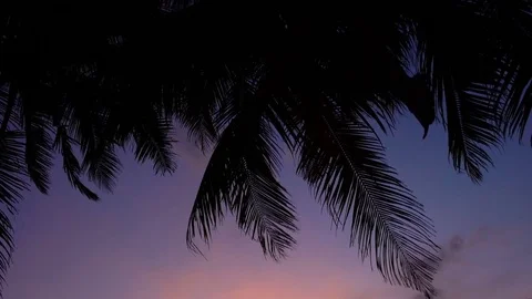 Beautiful sunset on the beach with palm trees and boats Video stock 72414166