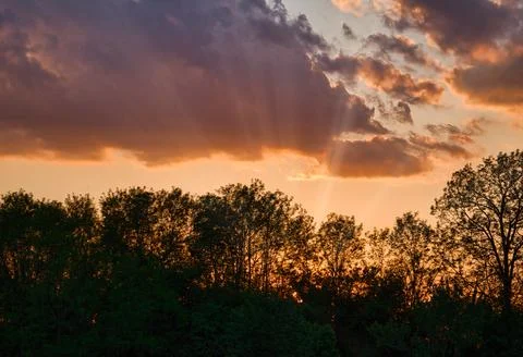 Beautiful sunset behind copse of trees with visible sunrays Stock Photos