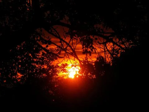 Beautiful sunset behind the forest Stock Photos
