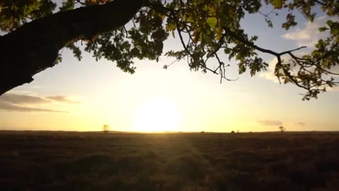 Beautiful Sunset Behind Forest Trees Stock Footage 326155618