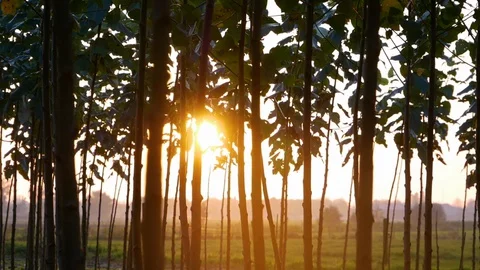 Beautiful sunset between planted trees Stock Footage