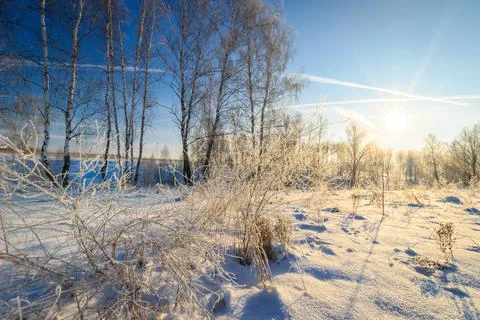 Beautiful sunset at birch forest at winter season Stock Photos