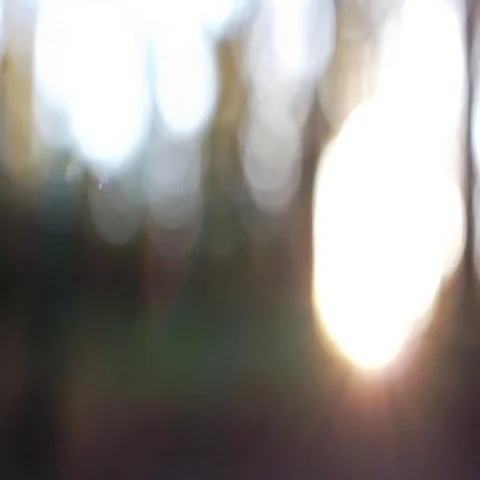 Beautiful sunset breaking through the trees in the middle of the forest Видео 69645305