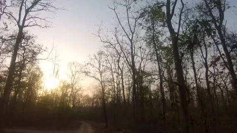 Beautiful sunset can be seen between the trees in the jungle Stock Footage 209150736