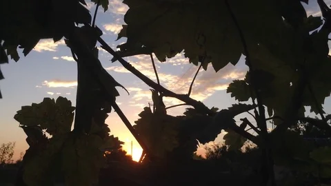 Beautiful sunset clouds and bunches of grapes Stock Footage 73678826