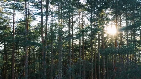 Beautiful sunset in the conifer forest Stock Footage 236392130