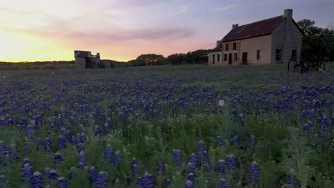 Beautiful sunset falls over Super Bloom Texas Bluebonnet spring wildflowers Stock Footage 237880011