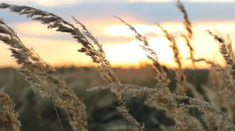 Beautiful sunset in the field. Dry grass on a background sunset. Stock Footage 67203518