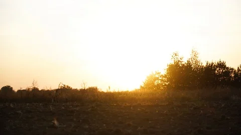 Beautiful sunset on the field. Evening. Stock Footage 128546548