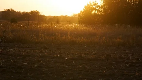 Beautiful sunset on the field. Evening sunset in the forest. Stock Footage 128546537