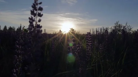Beautiful sunset. Field of flowers Stock-Footage 77559602