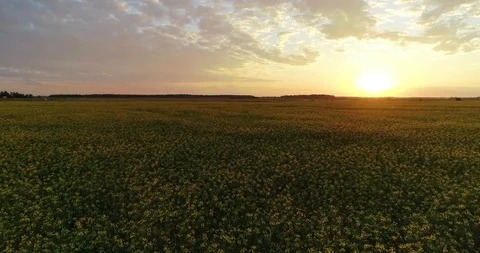 Beautiful sunset in the field Stock Footage 95064848